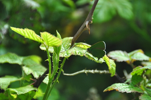 17 05 15_4233_edited-1.jpg - GREEN HAIRSTREAK - CERNE ABBAS, NORTH DORSET - 17.5.15